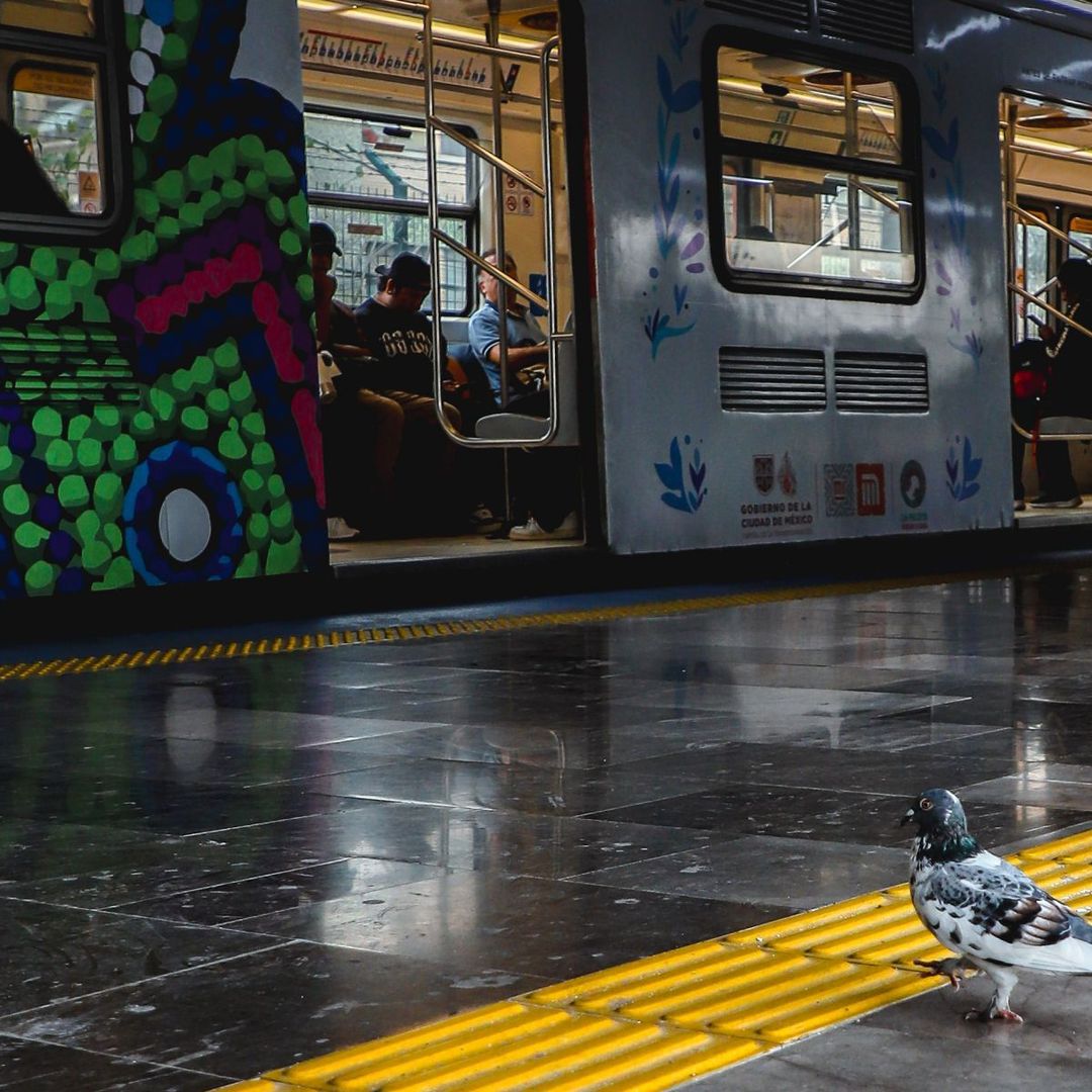 Una paloma camina sobre la franja amarilla en el andén de la estación General Anaya de la Línea 2. Foto: Cuartoscuro